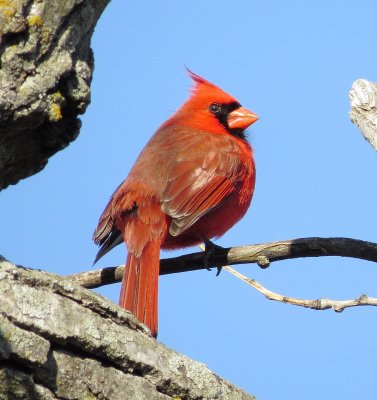 Northern Cardinal