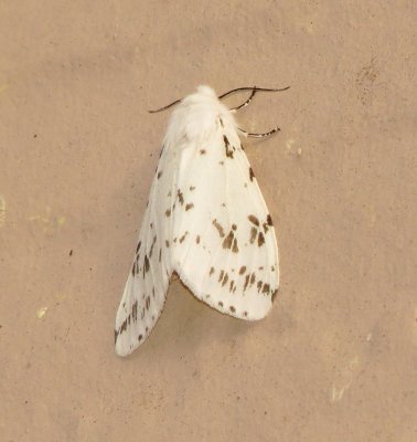 Fall Webworm Moth