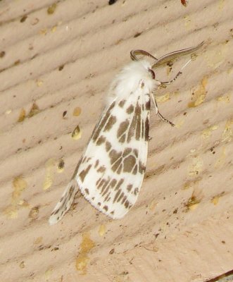 Fall Webworm Moth