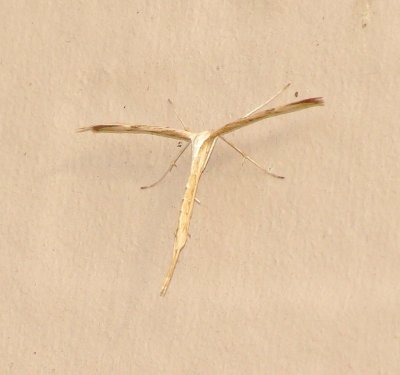 Morning Glory Plume Moth