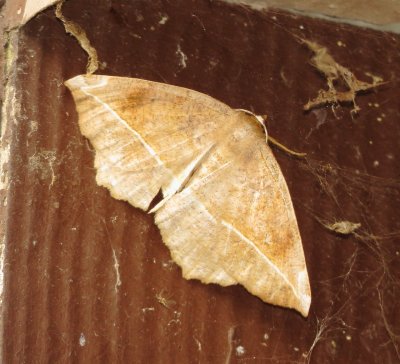 Curve-Toothed Geometer Moth
