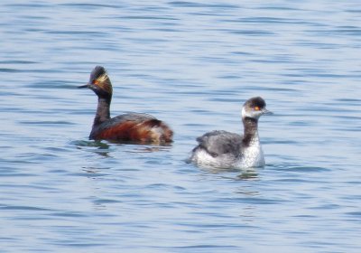 Eared Grebe