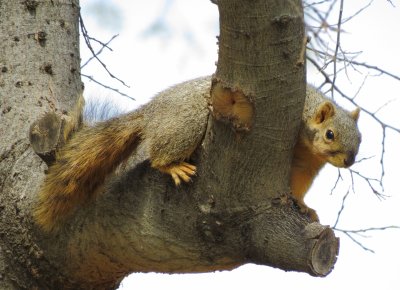 Fox Squirrel