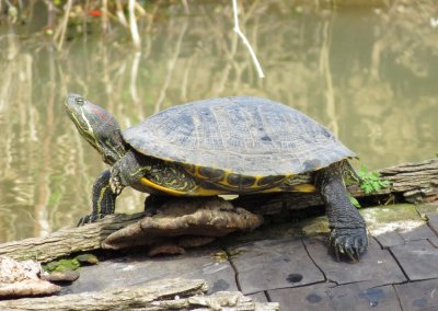 Red-Eared Slider