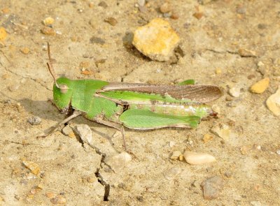Green-Striped Grasshopper