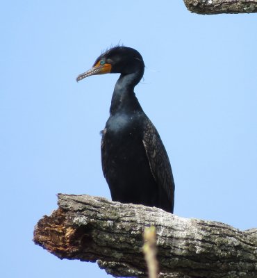 Double-Crested Cormorant