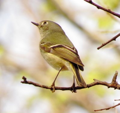 Ruby-Crowned Kinglet