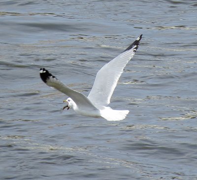 Ring-Billed Gull