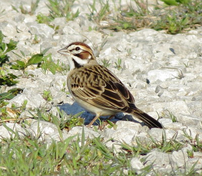 Lark Sparrow