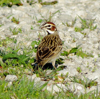 Lark Sparrow