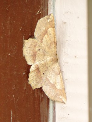 Ochre Euchlaena Moth