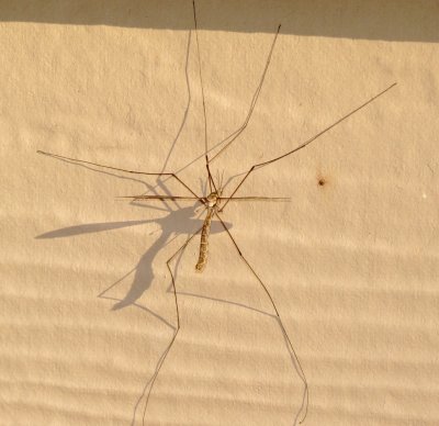 Giant Crane Fly Species