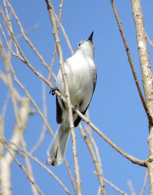 Blue-Gray Gnatcatcher
