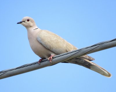 Eurasian Collared Dove