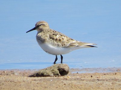 Baird's Sandpiper