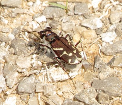 Oblique-Lined Tiger Beetle