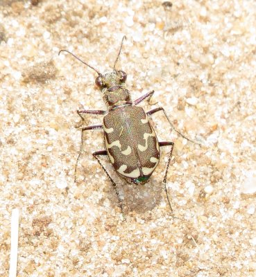 Bronzed Tiger Beetle