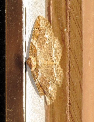 Maple Zale Moth
