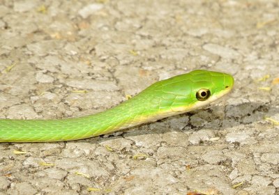 Rough Green Snake