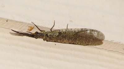 Spring Fishfly