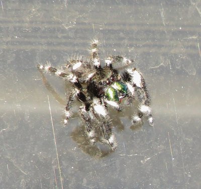 Bold Jumping Spider