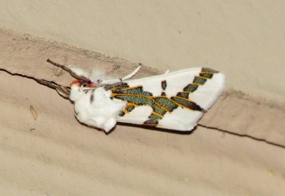 Red-Tailed Specter Moth