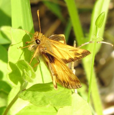 Zabulon Skipper