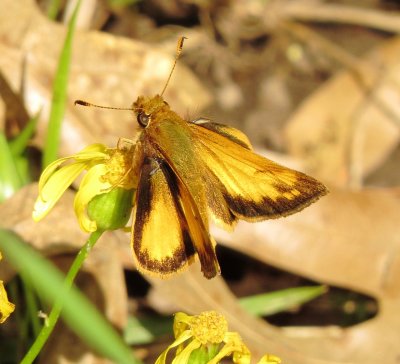 Zabulon Skipper