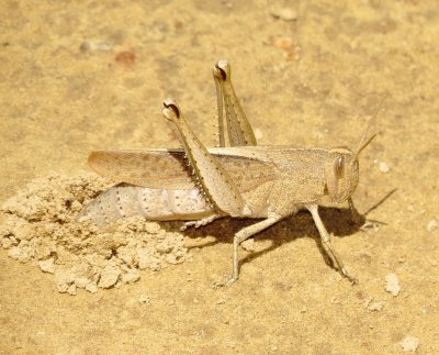 Mischievous Bird Grasshopper
