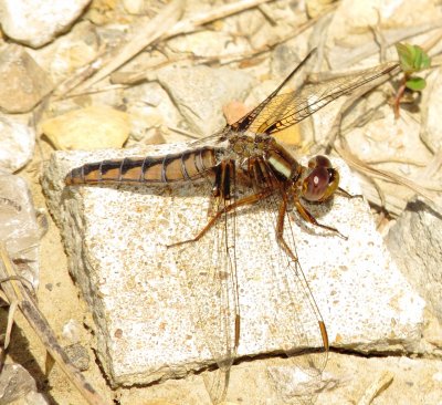 Blue Corporal