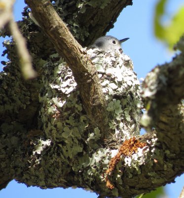 Blue-Gray Gnatcatcher