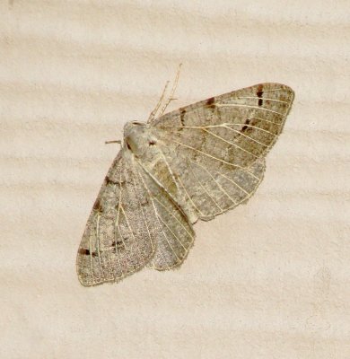 Rindgea Nigricomma