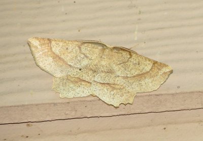 Ochre Euchlaena Moth