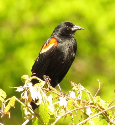 Red-Winged Blackbird
