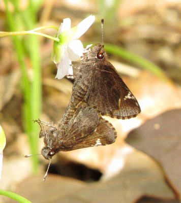 Common Roadside Skipper