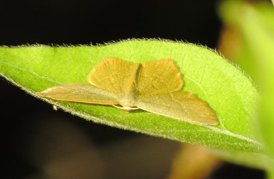 Geometer Moth Species