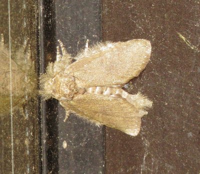 Prominent Moth Species