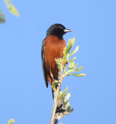 Orchard Oriole