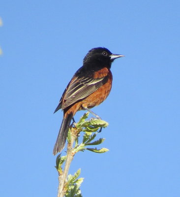 Orchard Oriole