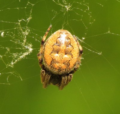 Furrow Orbweaver