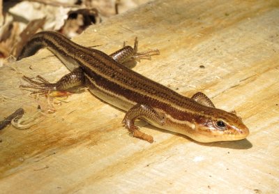 Broad-Headed Skink