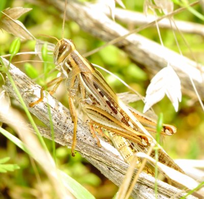 American Bird Grasshopper