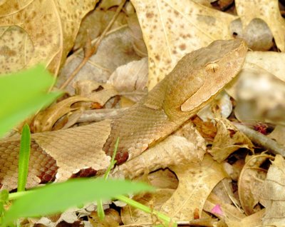Broad-Banded Copperhead