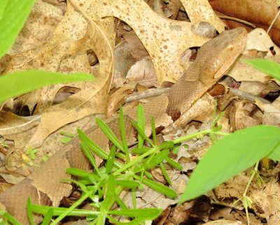 Broad-Banded Copperhead