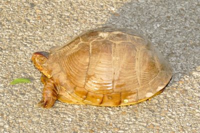 Three-Toed Box Turtle