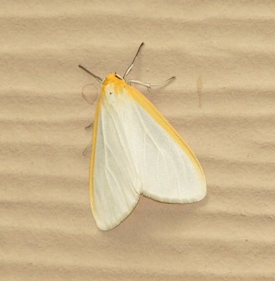 Delicate Cycnia Moth