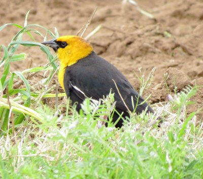 Yellow-Headed Blackbird