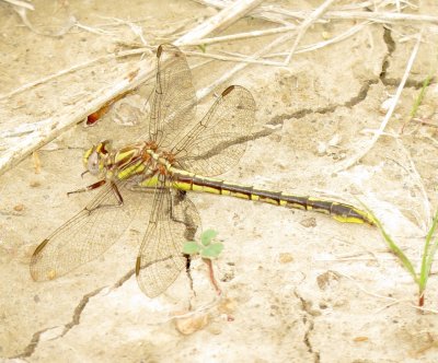 Sulphur-Tipped Clubtail