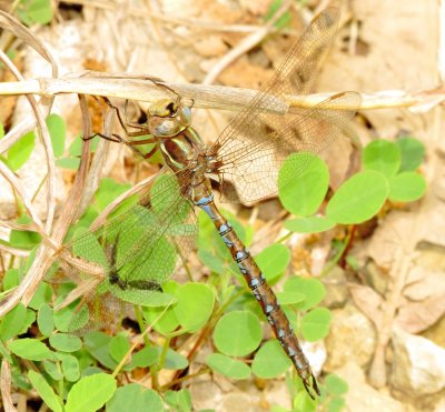 Springtime Darner