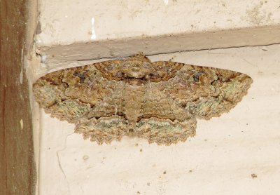 Maple Zale Moth